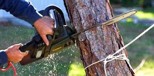 Reliable Laureles, TX  Tree Services Solutions