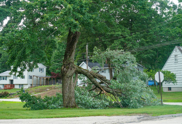 Why Choose Our Tree Removal Services in Laureles, TX?