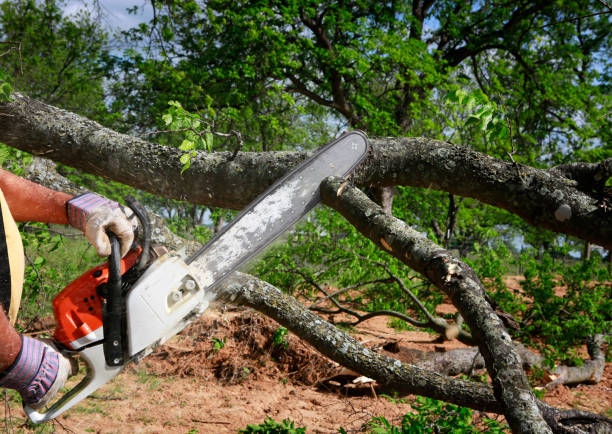 Lawn Drainage Solutions in Laureles, TX